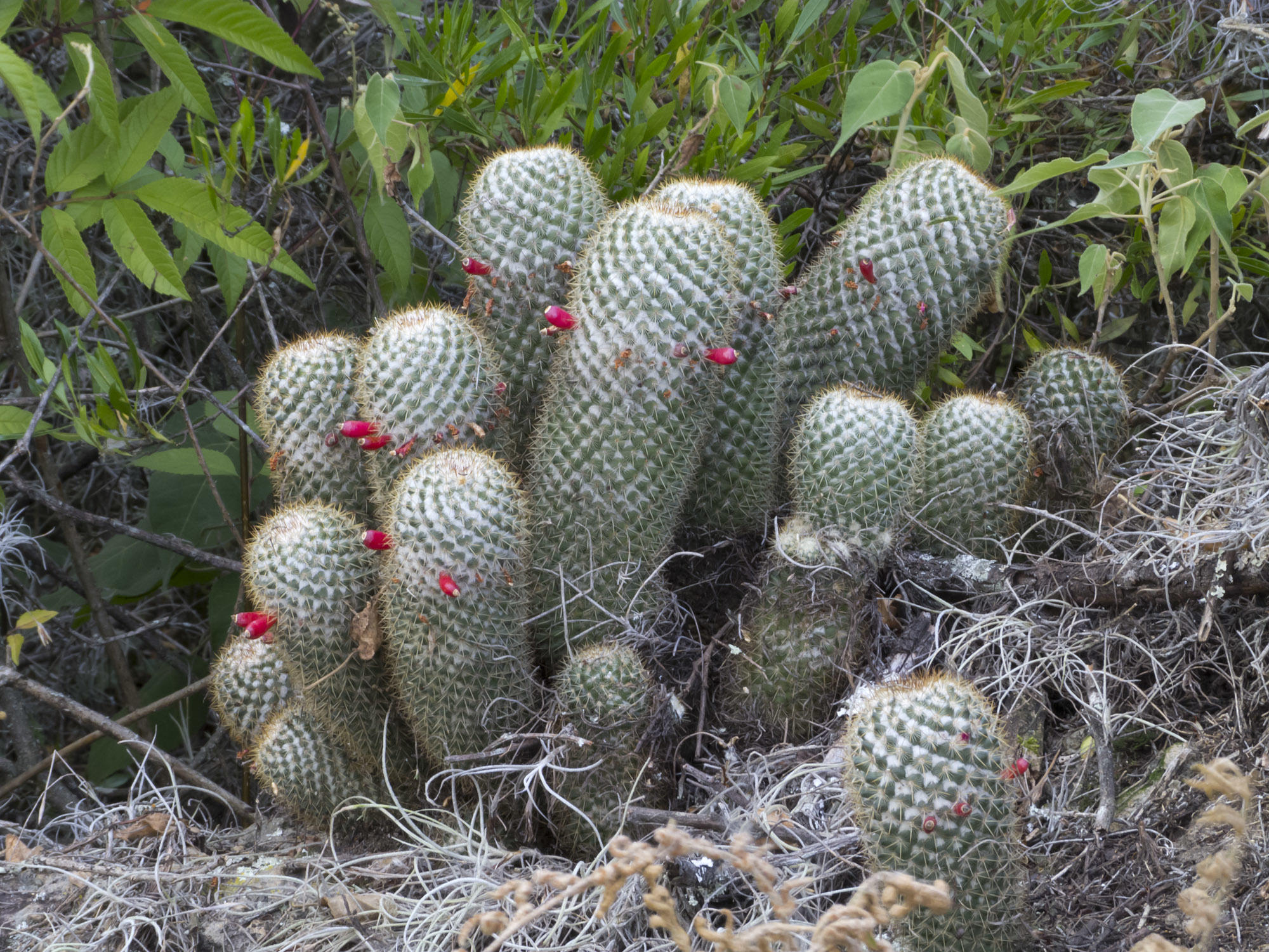 Mammillaria columbiana ssp. Columbiana